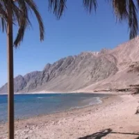 palme